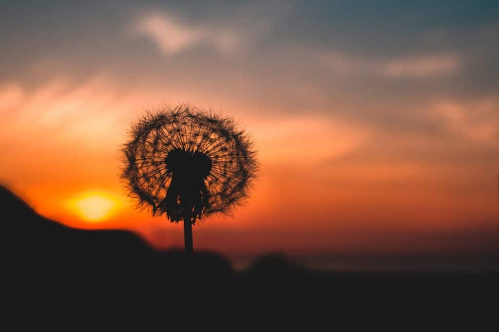 Silhouetted dandelion against a vivid sunset sky, perfect for nature and tranquility themes.