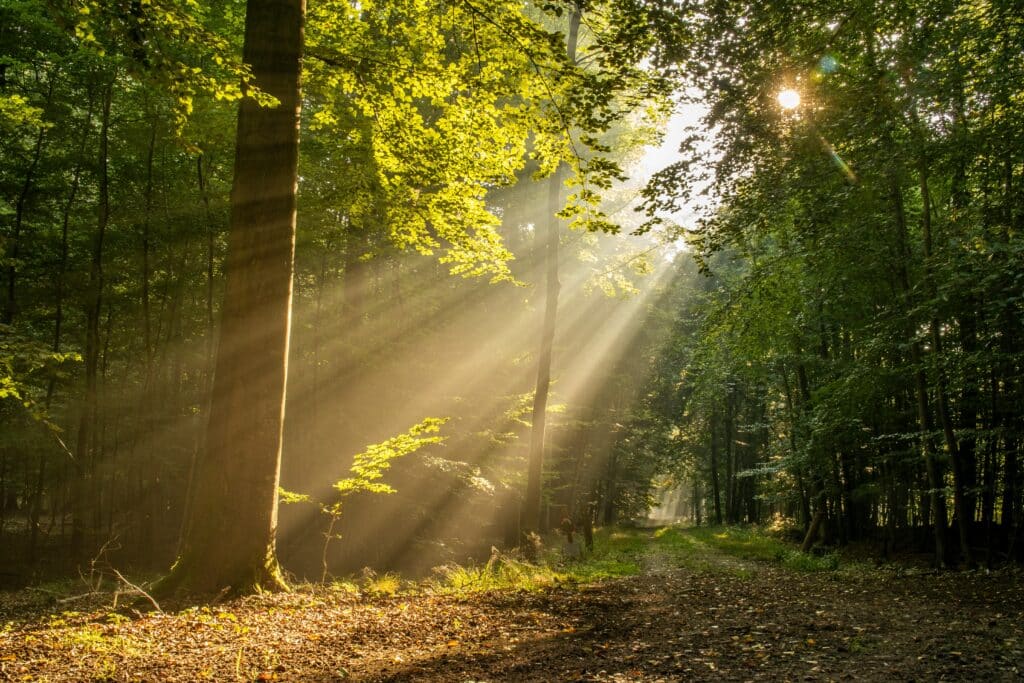 Sunlight through a forest path symbolizing hope and healing through Christian counseling services